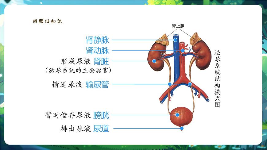 【核心素養(yǎng)】冀少版（新教材）生物七下 3.4.2尿液的形成和排出 課件(共31張PPT)+視頻素材第4頁(yè)