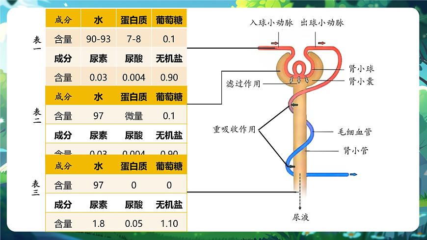 【核心素養(yǎng)】冀少版（新教材）生物七下 3.4.2尿液的形成和排出 課件(共31張PPT)+視頻素材第7頁(yè)