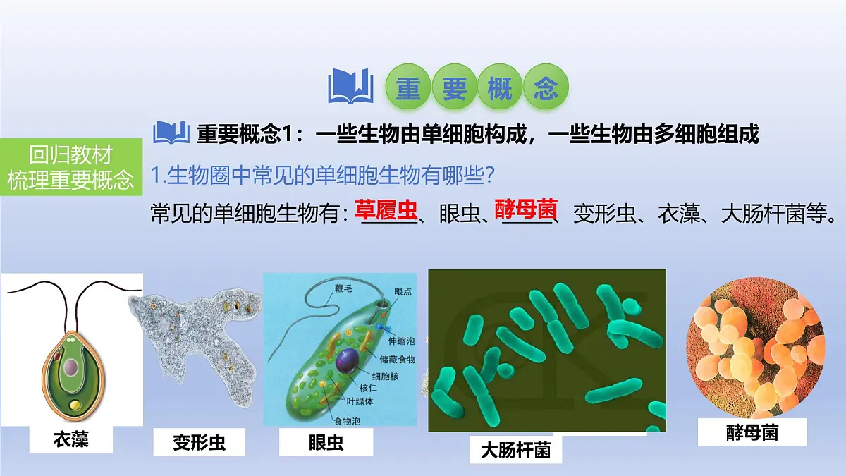 2025年初中生物会考一轮复习课件:第5讲 生物体的结构层次第6页
