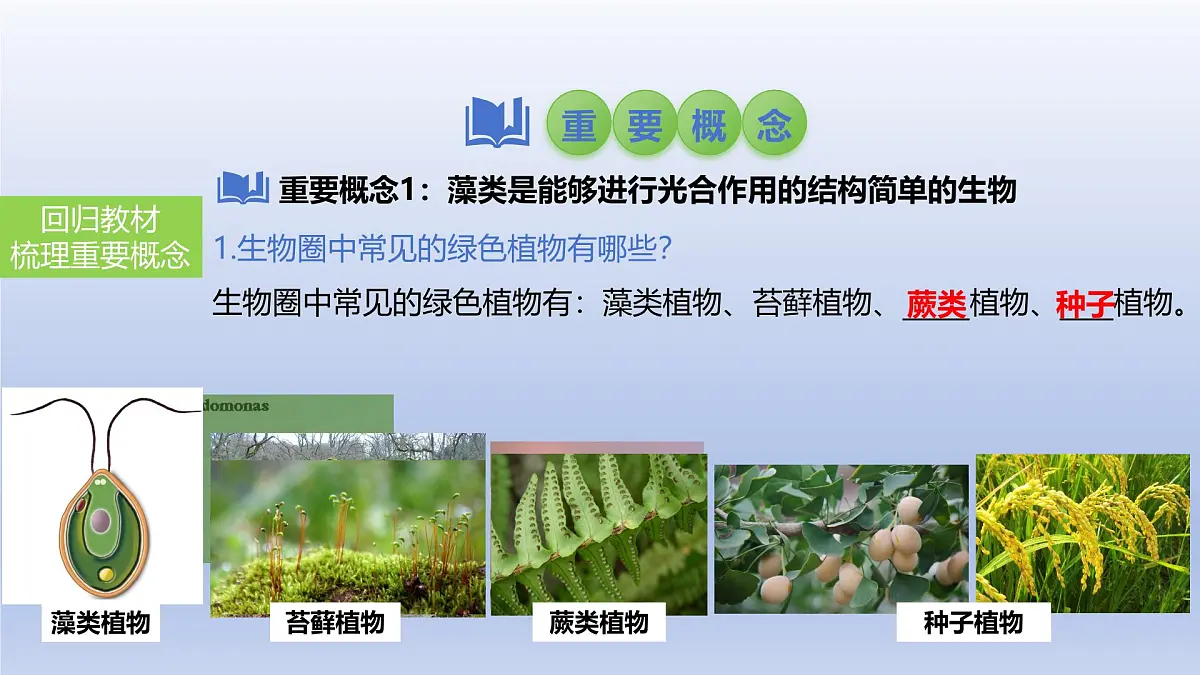 2025年初中生物会考一轮复习课件:第6讲 绿色植物的类群第3页