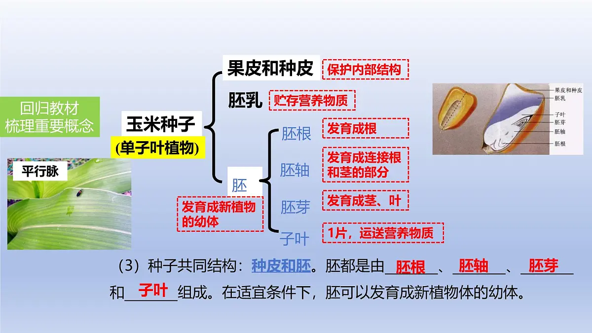 2025年初中生物会考一轮复习课件:第6讲 绿色植物的类群第5页