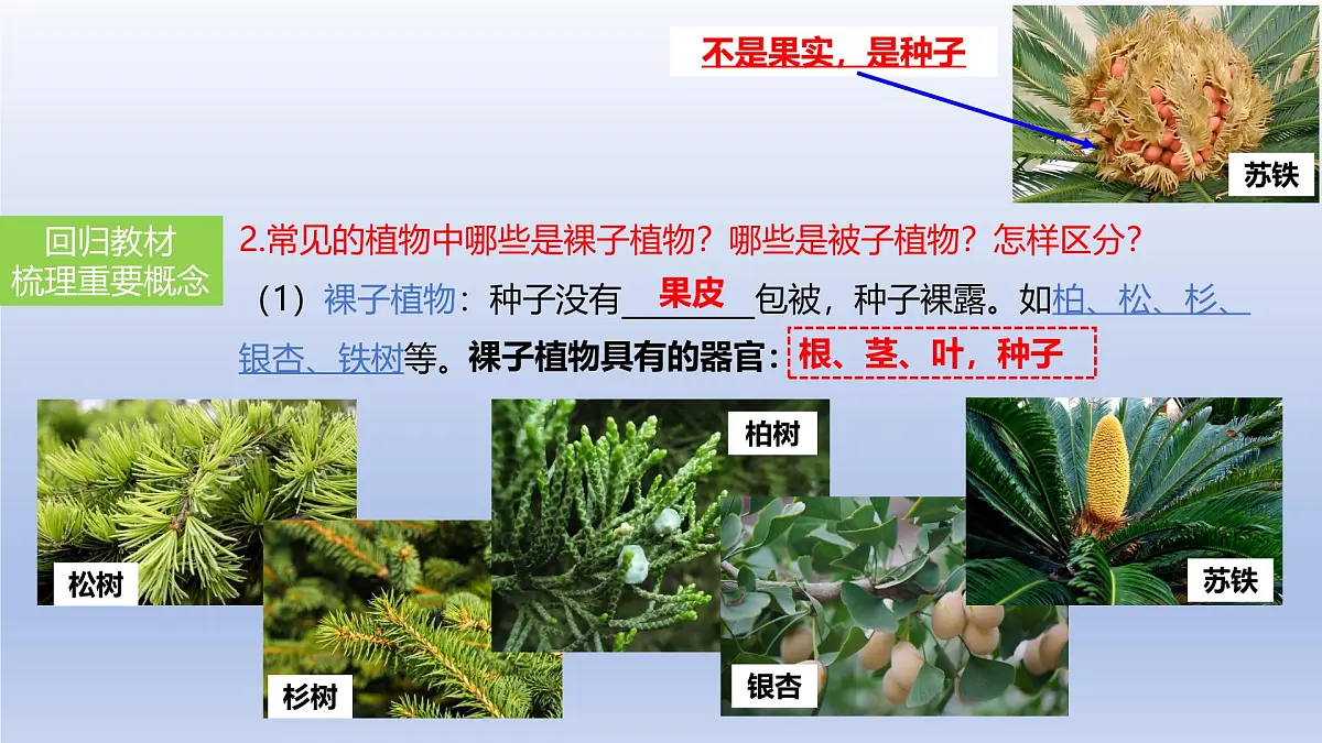 2025年初中生物会考一轮复习课件:第6讲 绿色植物的类群第6页