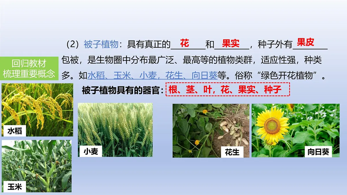 2025年初中生物会考一轮复习课件:第6讲 绿色植物的类群第7页