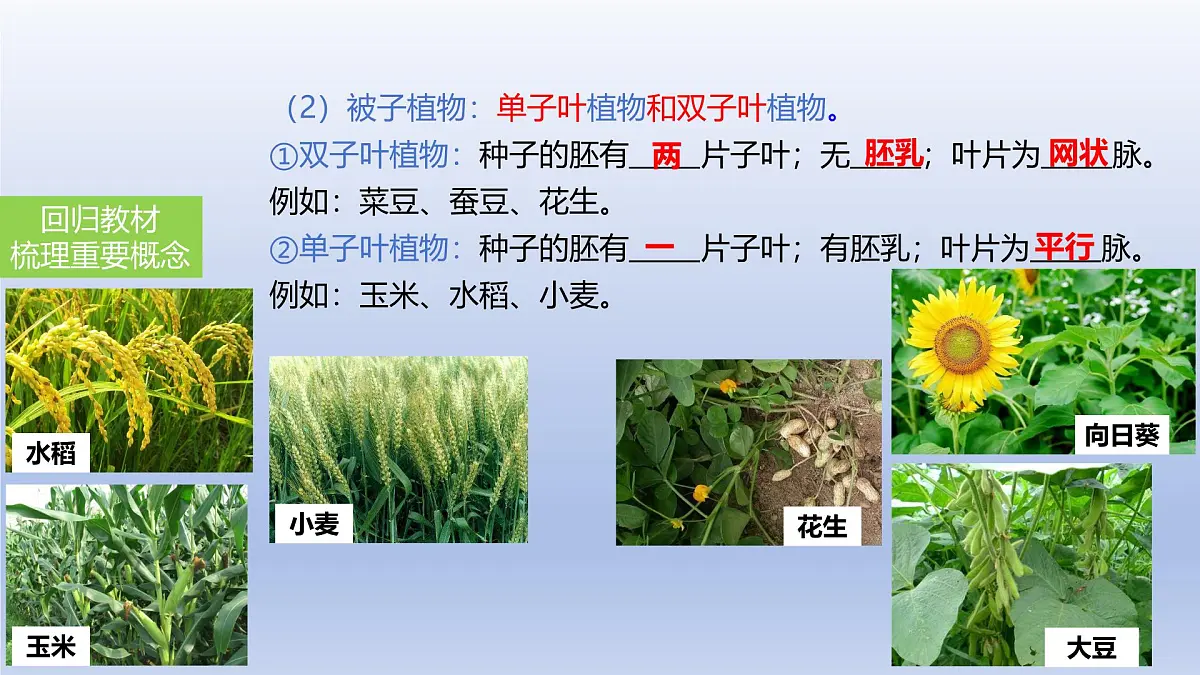 2025年初中生物会考一轮复习课件:第6讲 绿色植物的类群第8页