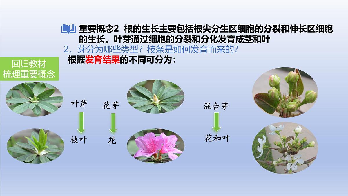 2025年初中生物会考一轮复习课件:第7讲 种子的萌发与植株的生长第6页
