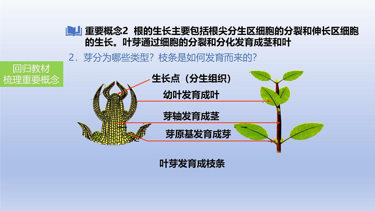 2025年初中生物会考一轮复习课件:第7讲 种子的萌发与植株的生长第7页