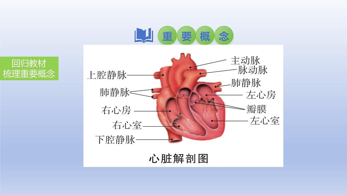 2025年初中生物会考一轮复习课件:第17讲 心脏和血液循环第4页