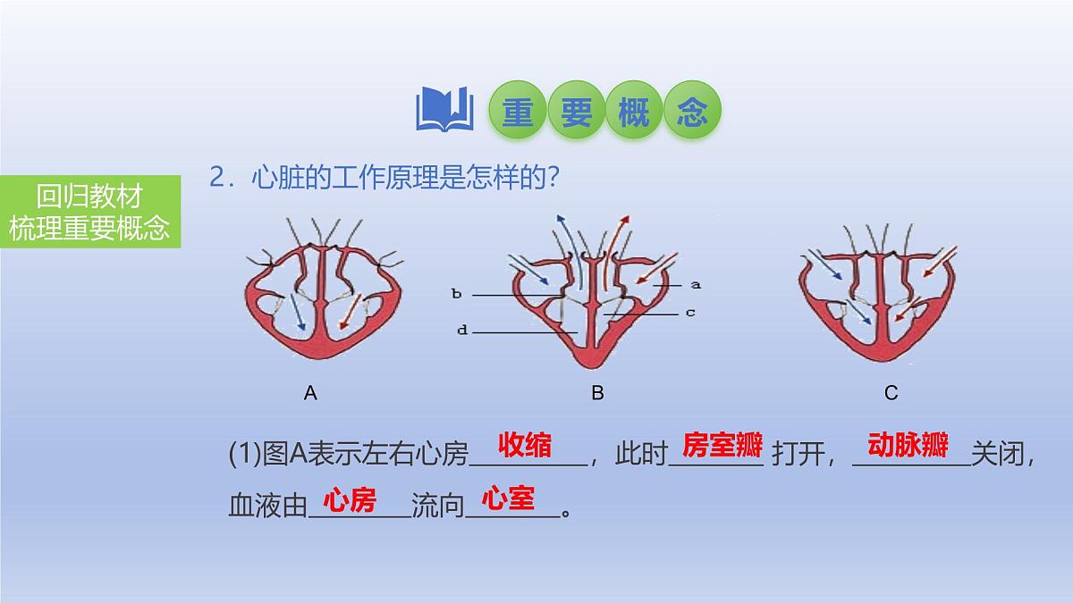 2025年初中生物会考一轮复习课件:第17讲 心脏和血液循环第6页