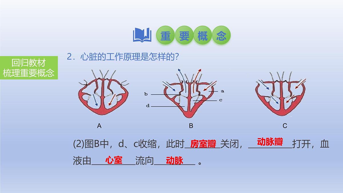 2025年初中生物会考一轮复习课件:第17讲 心脏和血液循环第7页