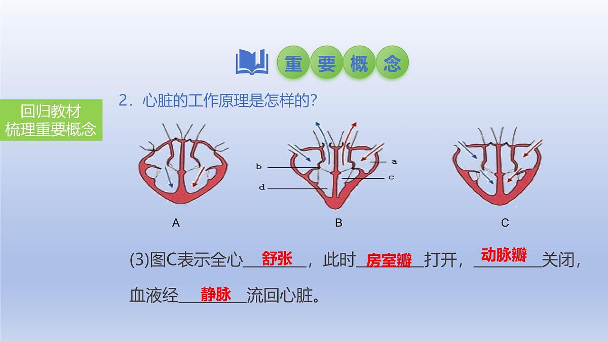 2025年初中生物会考一轮复习课件:第17讲 心脏和血液循环第8页