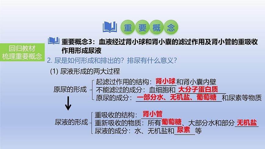 2025年初中生物會考一輪復習課件：第18講 人體內(nèi)廢物的排出第8頁