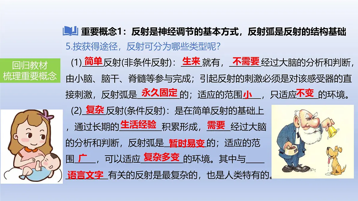 2025年初中生物会考一轮复习课件:第20讲 神经调节和激素调节第6页