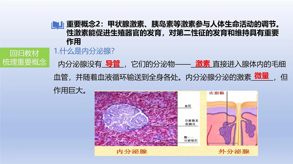 2025年初中生物会考一轮复习课件:第20讲 神经调节和激素调节第7页