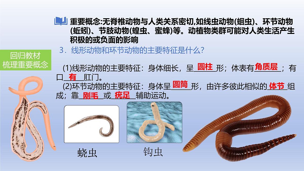 2025年初中生物会考一轮复习课件:第21讲 动物的类群——无脊椎动物第5页