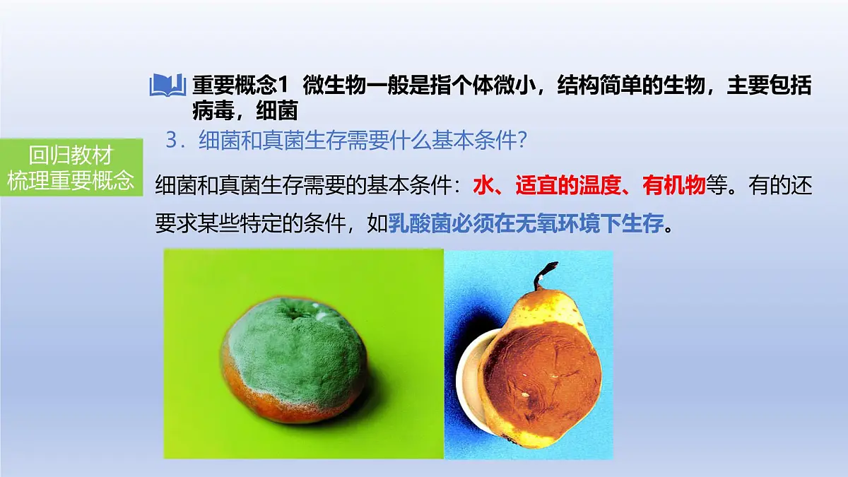 2025年初中生物会考一轮复习课件:第24讲 细菌、真菌和病毒的特征第7页