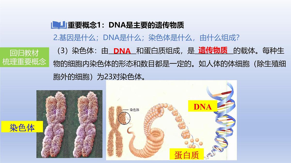 2025年初中生物会考一轮复习课件:第29讲 基因控制生物的性状及在亲子间的传递第6页
