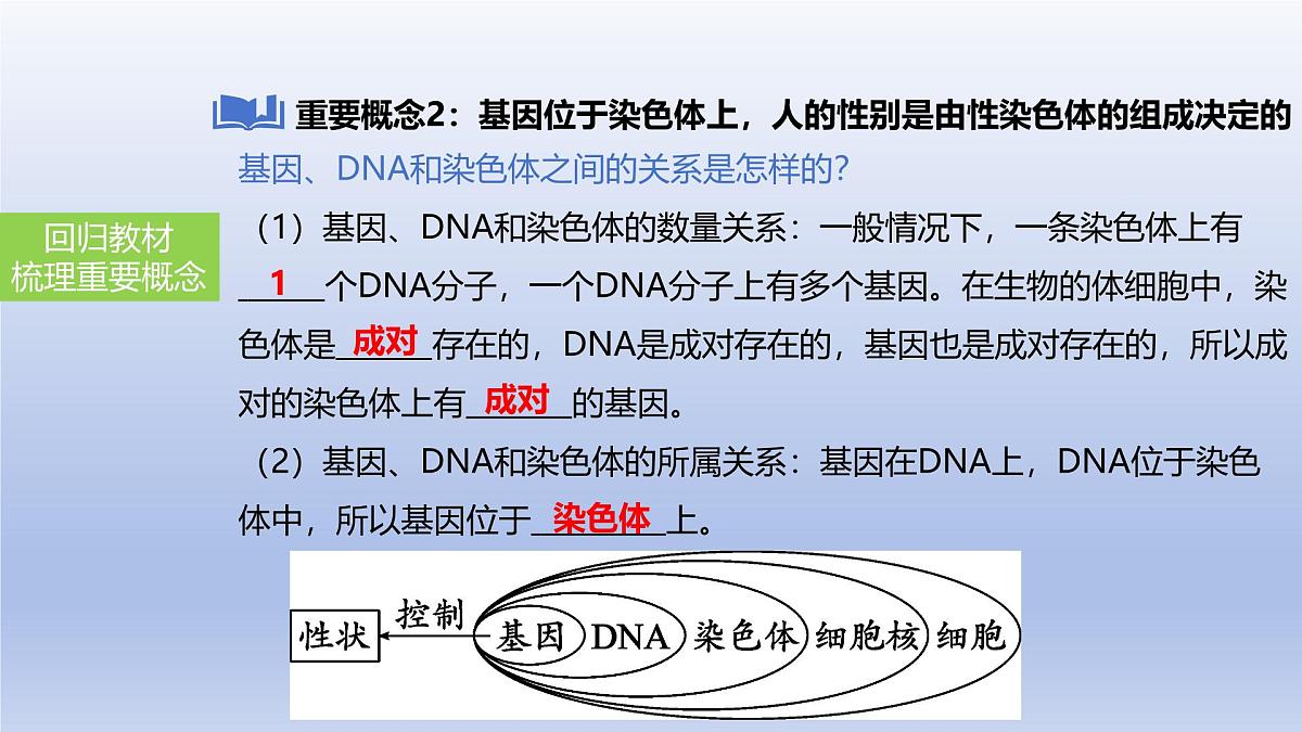 2025年初中生物会考一轮复习课件:第29讲 基因控制生物的性状及在亲子间的传递第7页