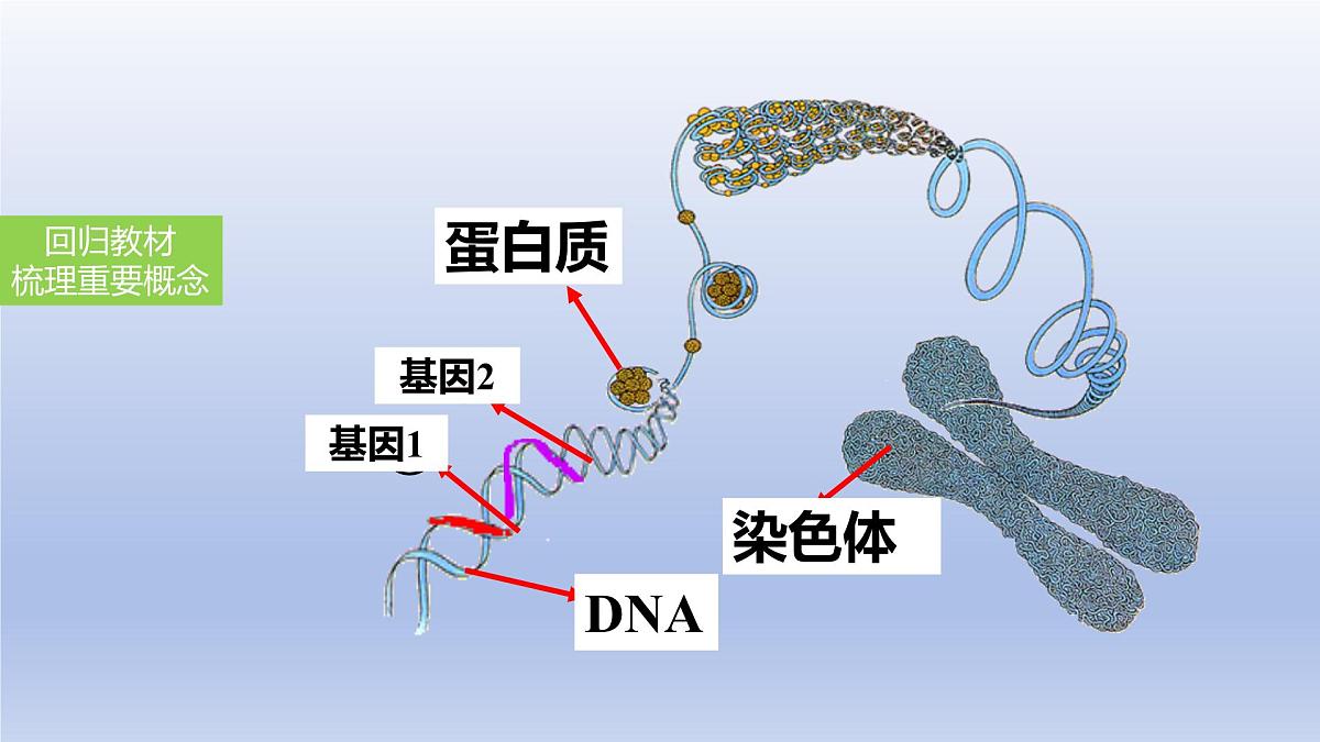 2025年初中生物会考一轮复习课件:第29讲 基因控制生物的性状及在亲子间的传递第8页
