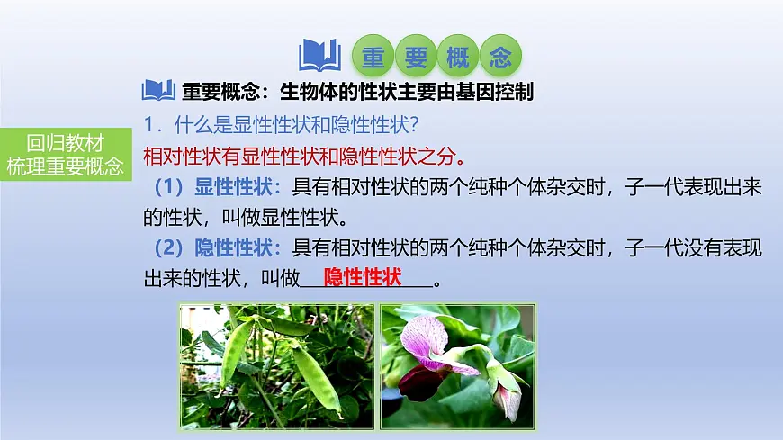 2025年初中生物会考一轮复习课件:第30讲 基因的显性与隐性第3页