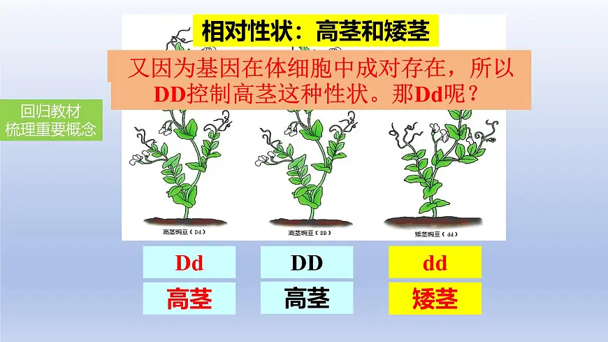 2025年初中生物会考一轮复习课件:第30讲 基因的显性与隐性第7页