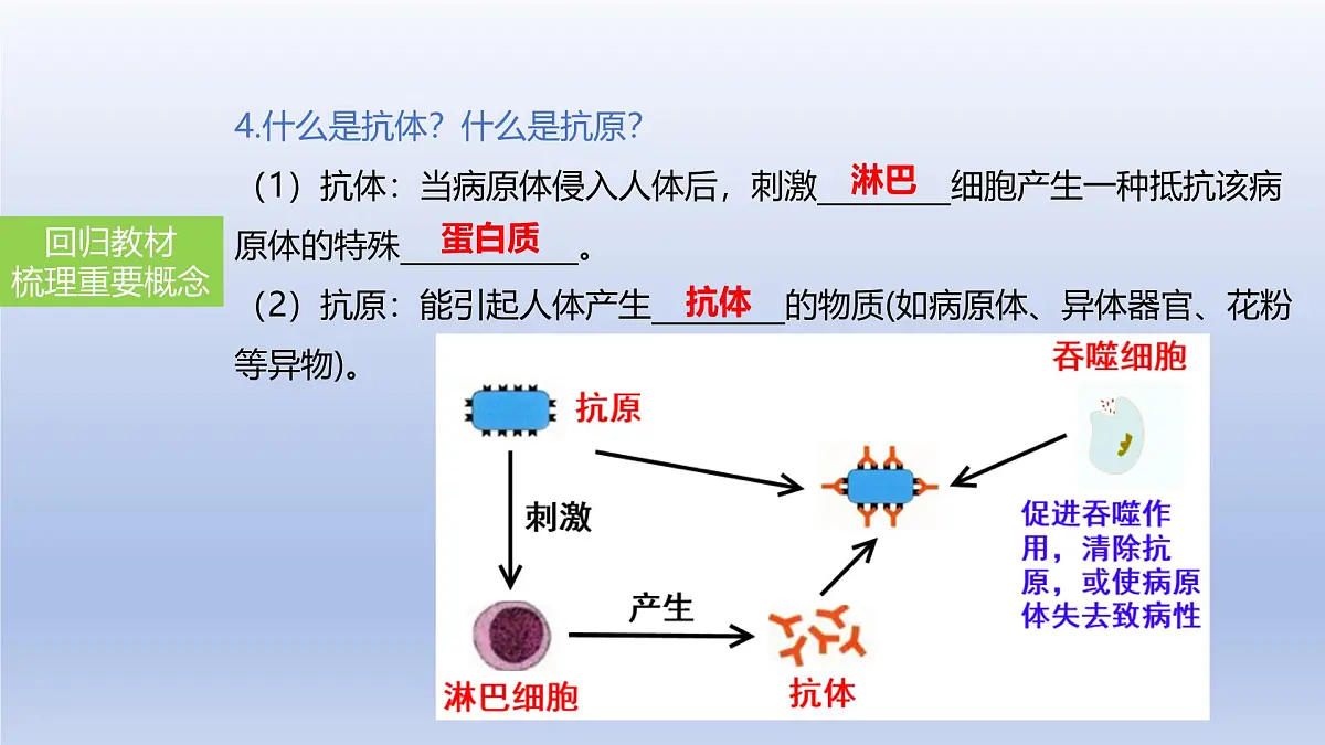2025年初中生物会考一轮复习课件:第34讲 免疫与计划免疫第7页