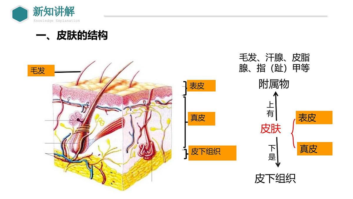 2024-2025学年北师大版生物七年级下册 4.9.3 皮肤与汗液分泌 课件第6页