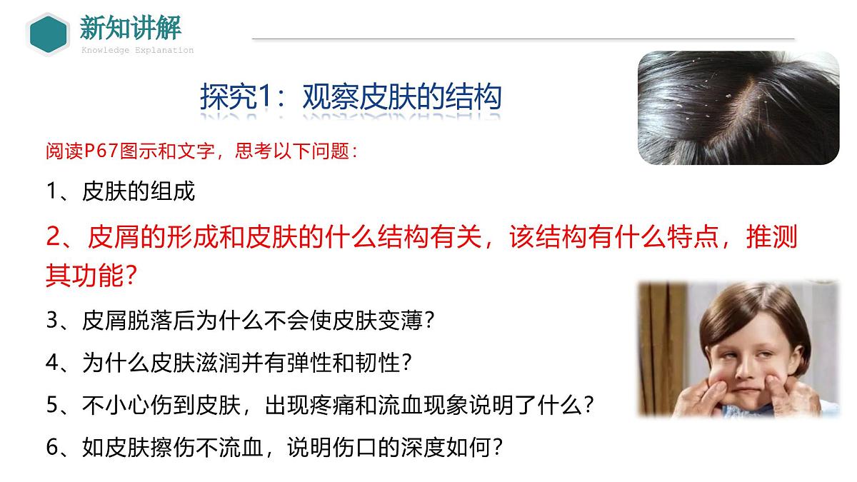2024-2025学年北师大版生物七年级下册 4.9.3 皮肤与汗液分泌 课件第7页