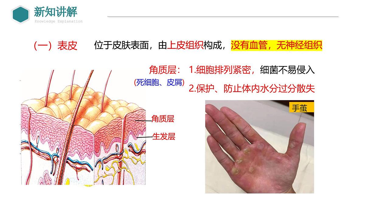 2024-2025学年北师大版生物七年级下册 4.9.3 皮肤与汗液分泌 课件第8页