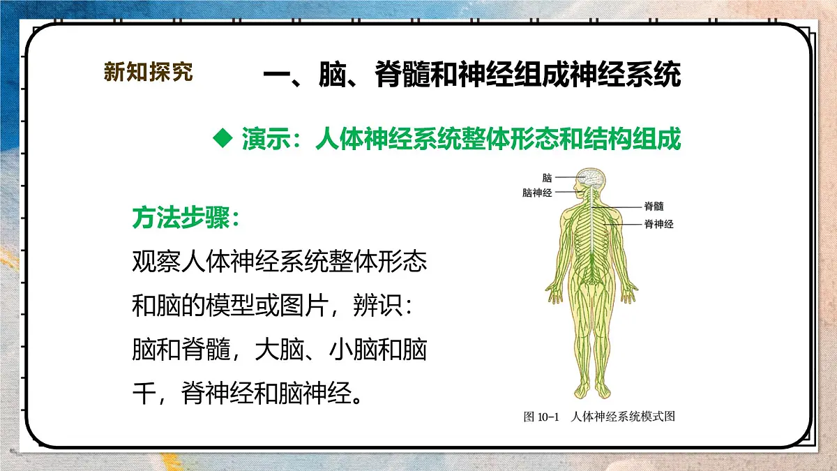 2024-2025学年北师大版生物七年级下册 4.10.1.1神经系统与神经调节(第一课时) 课件第4页