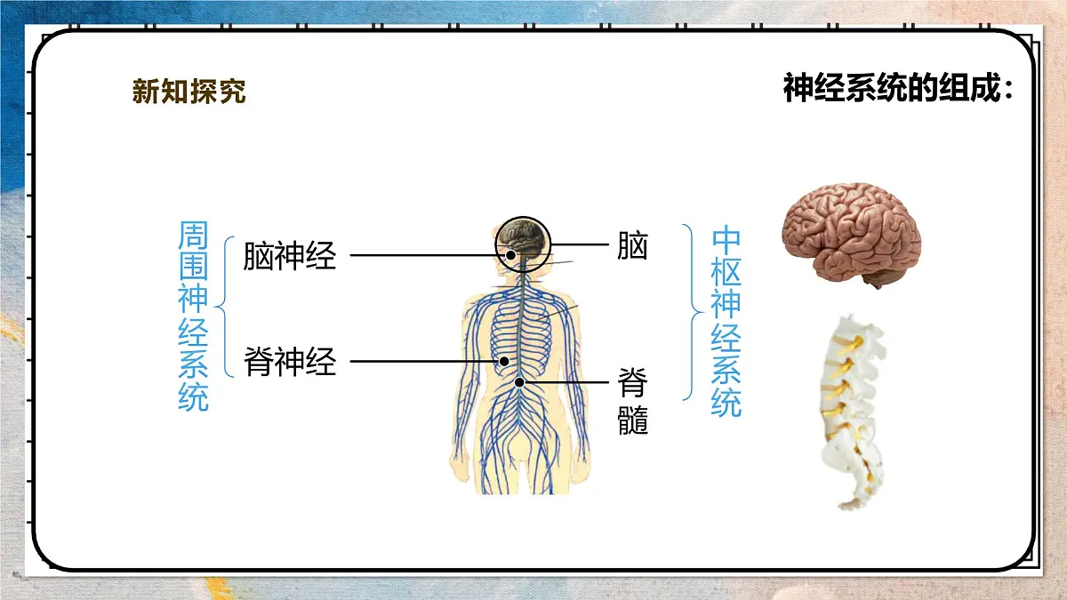 2024-2025学年北师大版生物七年级下册 4.10.1.1神经系统与神经调节(第一课时) 课件第5页