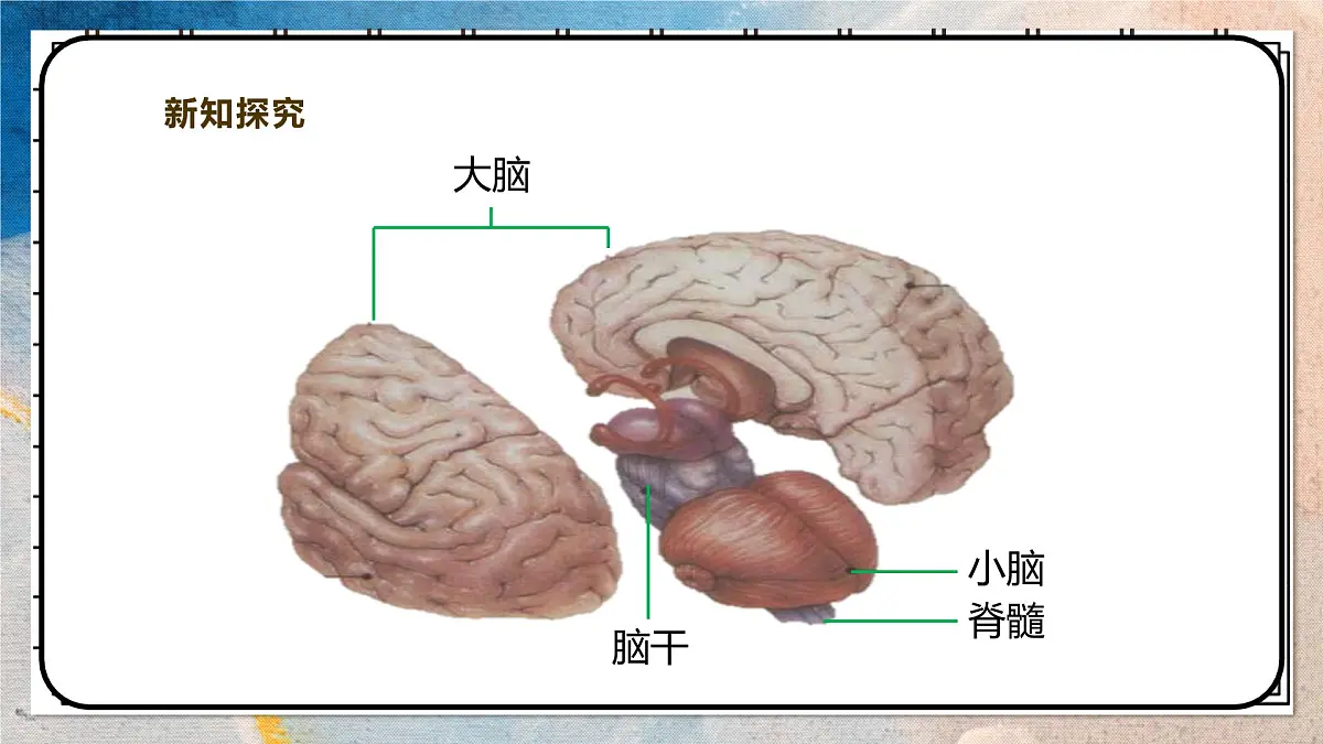 2024-2025学年北师大版生物七年级下册 4.10.1.1神经系统与神经调节(第一课时) 课件第6页
