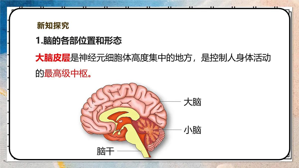 2024-2025学年北师大版生物七年级下册 4.10.1.1神经系统与神经调节(第一课时) 课件第8页