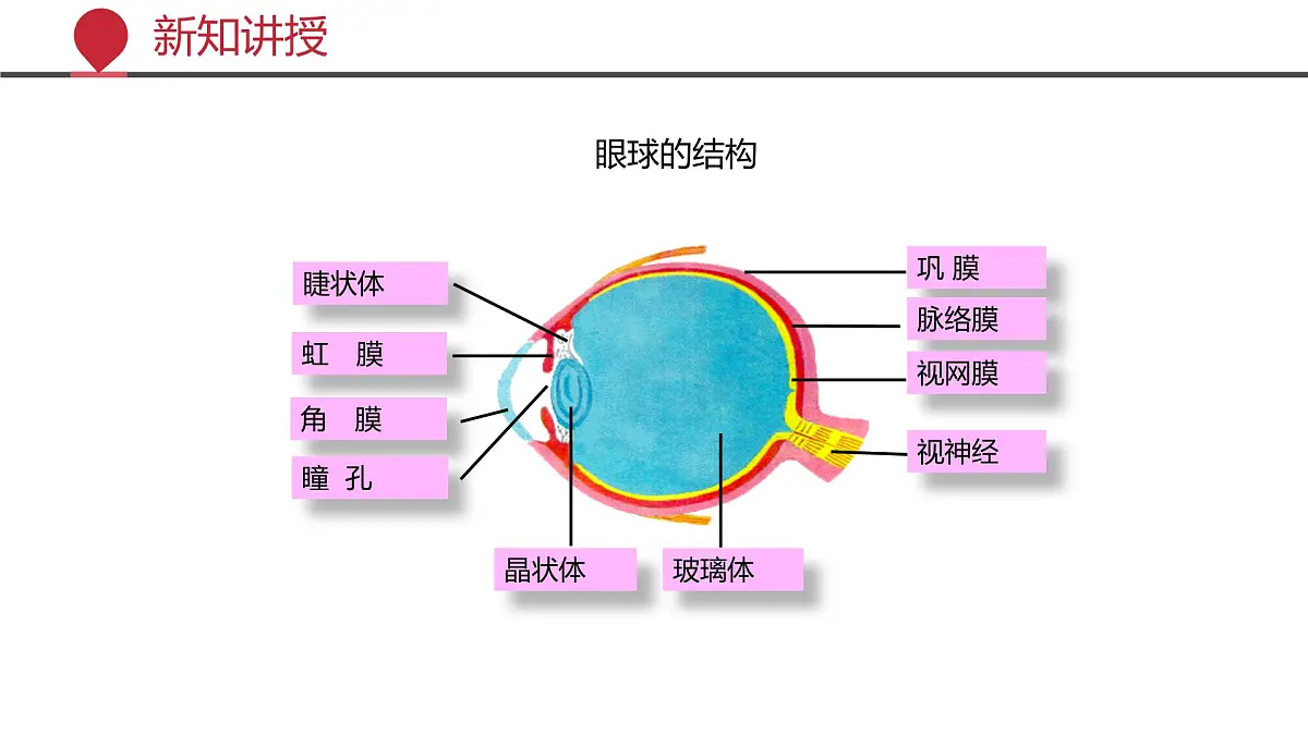 2024-2025学年北师大版生物七年级下册 4.10.2 感受器和感觉器官(第一课时) 课件第7页
