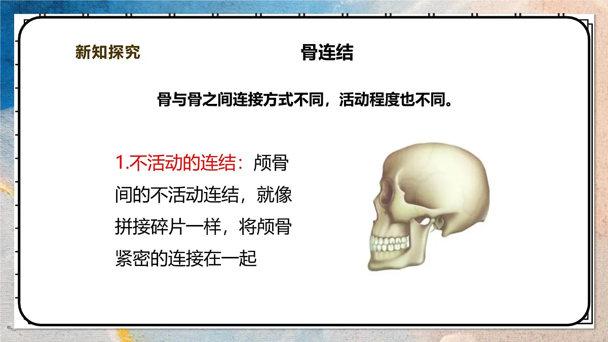 2024-2025学年北师大版生物七年级下册 4.11.1人体的骨骼(第二课时) 课件第6页