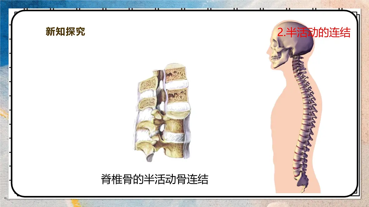 2024-2025学年北师大版生物七年级下册 4.11.1人体的骨骼(第二课时) 课件第7页