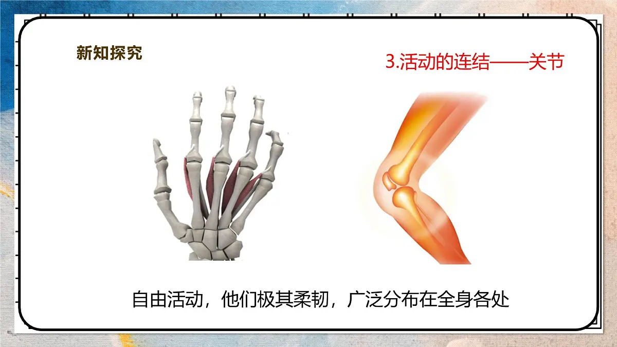 2024-2025学年北师大版生物七年级下册 4.11.1人体的骨骼(第二课时) 课件第8页