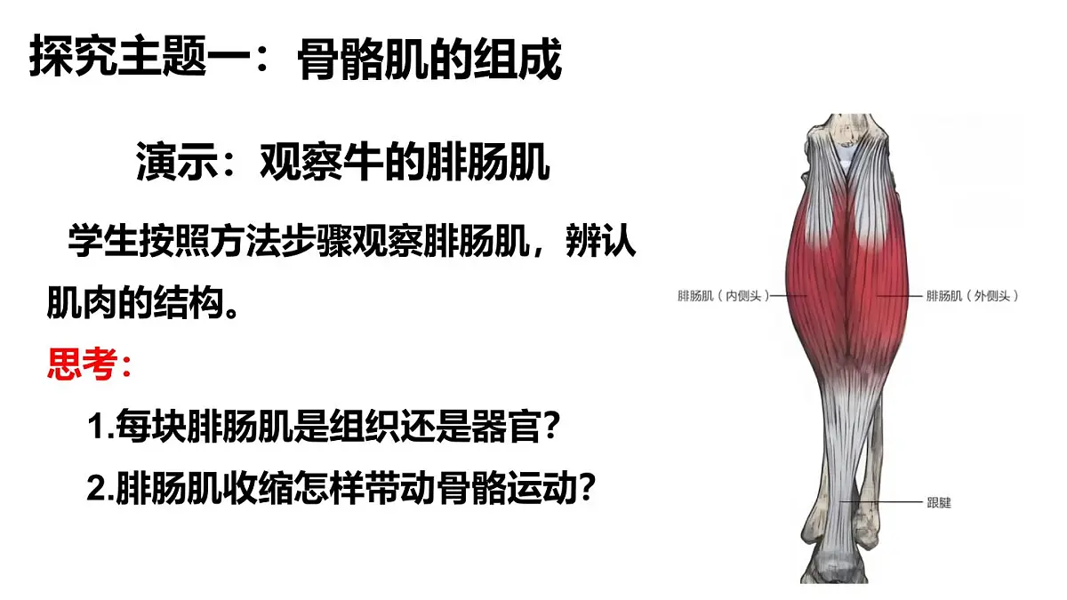 2024-2025学年北师大版生物七年级下册 4.11.2 人体的骨骼肌 课件第4页