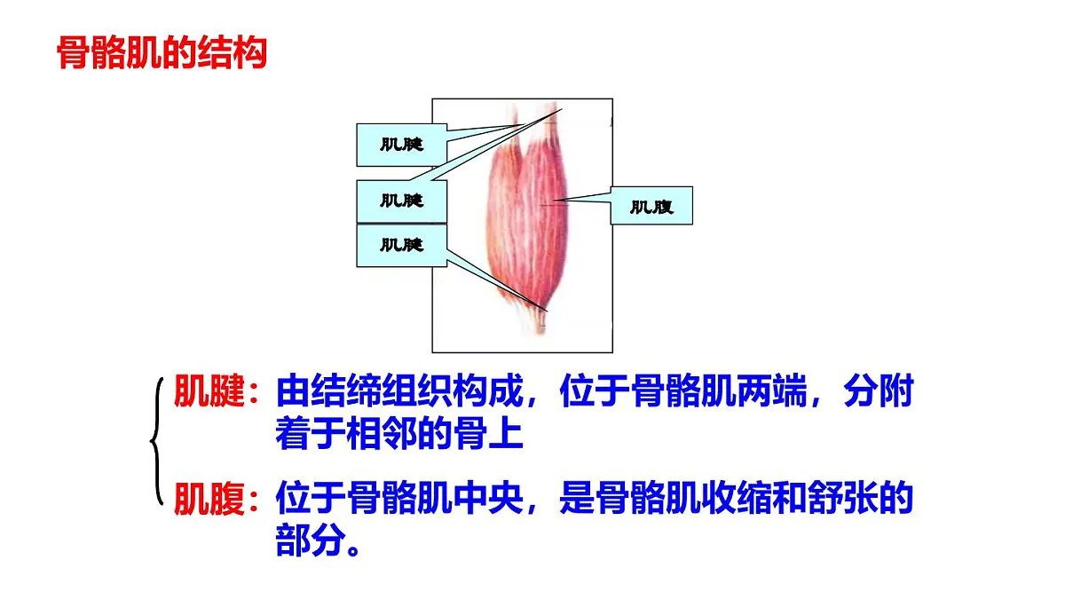 2024-2025学年北师大版生物七年级下册 4.11.2 人体的骨骼肌 课件第5页