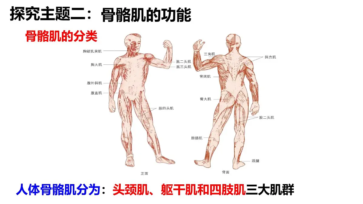 2024-2025学年北师大版生物七年级下册 4.11.2 人体的骨骼肌 课件第7页