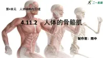 初中生物北师大版（2024）七年级下册（2024）人体的骨骼肌示范课ppt课件
