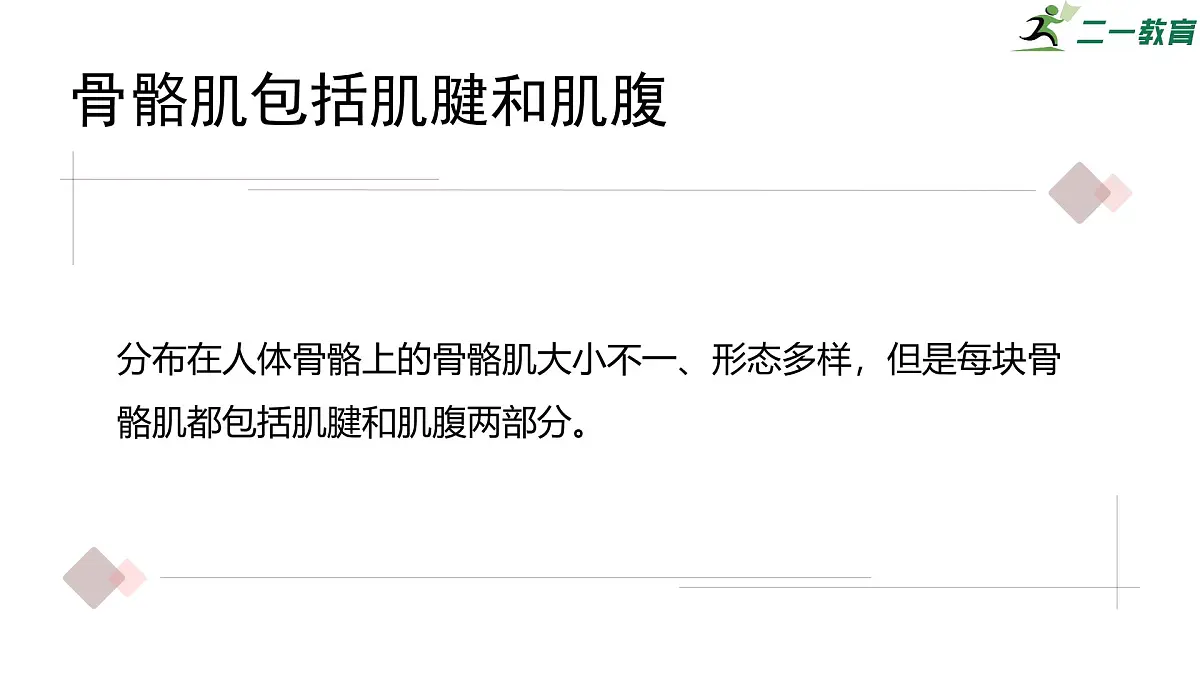 2024-2025学年北师大版生物七年级下册 4.11.2 人体的骨骼肌 课件第6页