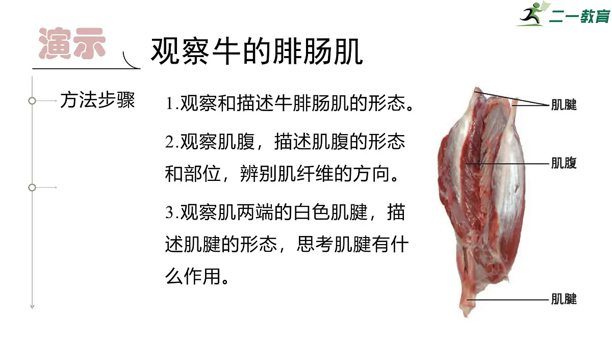 2024-2025学年北师大版生物七年级下册 4.11.2 人体的骨骼肌 课件第7页
