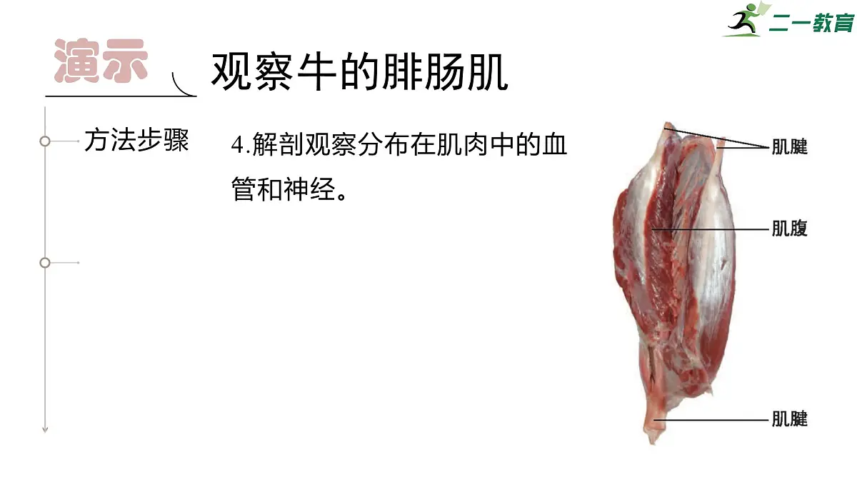 2024-2025学年北师大版生物七年级下册 4.11.2 人体的骨骼肌 课件第8页