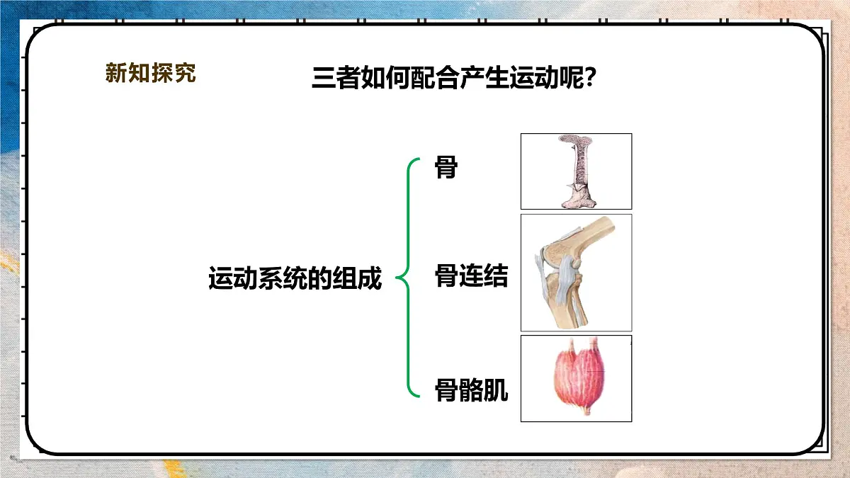 2024-2025学年北师大版生物七年级下册 4.11.3 运动的形成 课件第4页