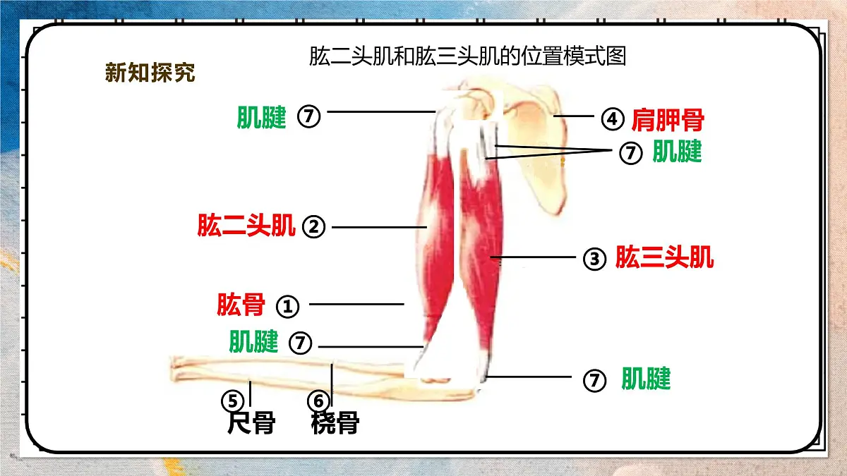 2024-2025学年北师大版生物七年级下册 4.11.3 运动的形成 课件第6页