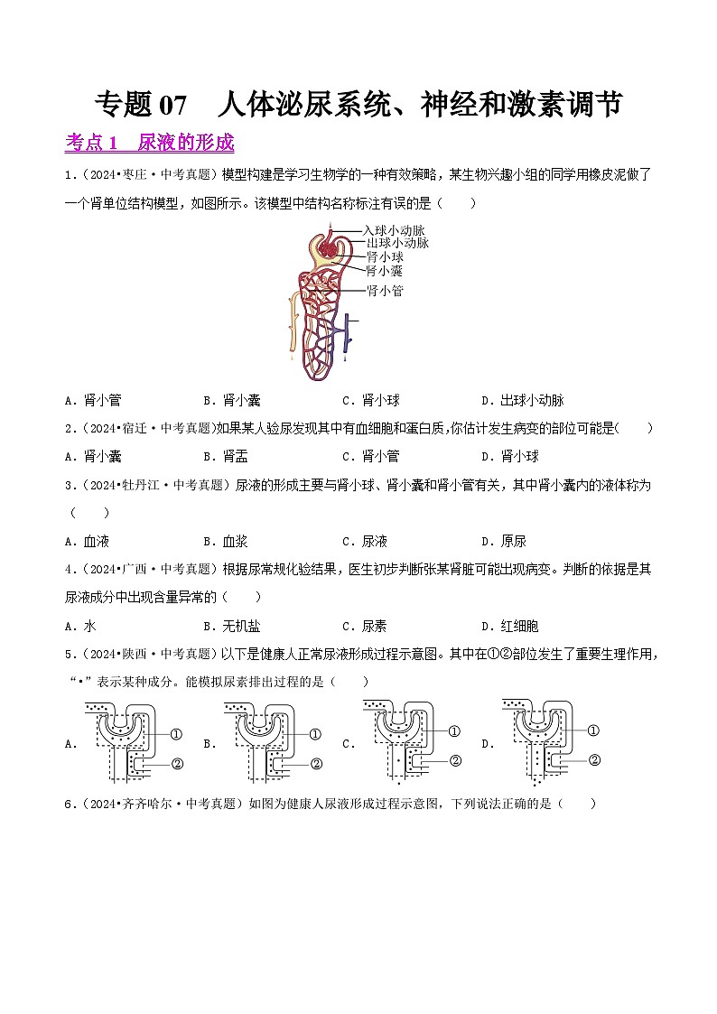 备战2025年中考生物真题分类汇编(全国通用)专题07人体泌尿系统、神经和激素调节(第02期)(学生版)第1页