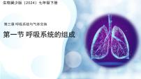 初中冀少版(2024)呼吸系统的组成备课ppt课件