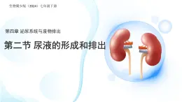 4.2 尿液的形成和排出 課件 生物冀少版（2024）七年級下冊第三單元第四章