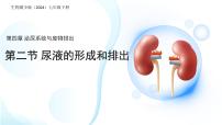 初中生物冀少版（2024）七年级下册（2024）尿液的形成和排出图文ppt课件