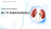 初中生物冀少版（2024）七年级下册（2024）尿液的形成和排出图文ppt课件